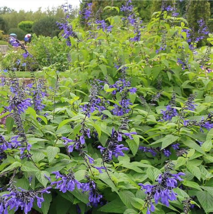 Is black and blue salvia deer resistant
