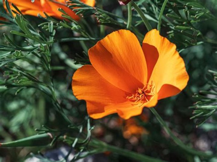 Is California poppy good for anxiety
