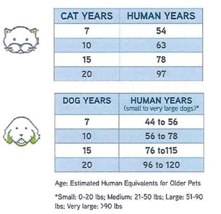 Is Cat Years The Same As Dog Years