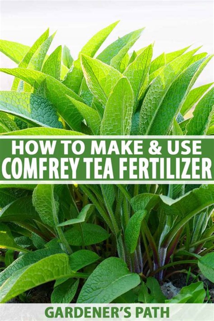 Is comfrey root tea safe to drink