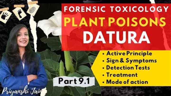 Is Datura Poisonous To Touch