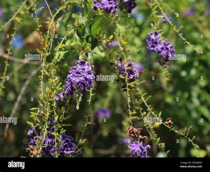 Is Duranta erecta poisonous