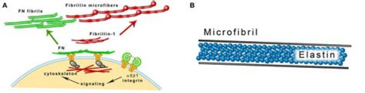Is fibrillin a type of collagen