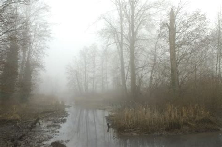 Is fog a form of precipitation