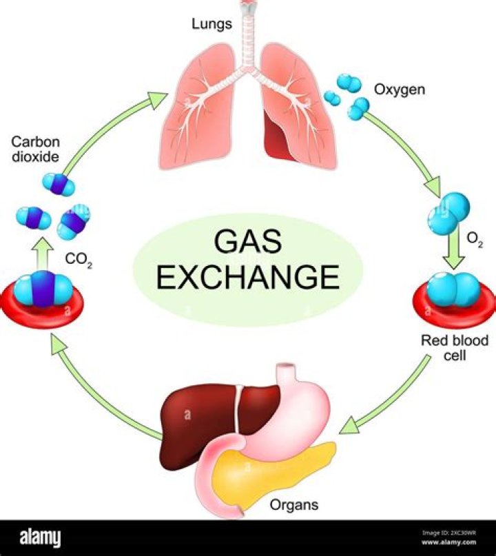 Is gas exchange in the lungs active transport