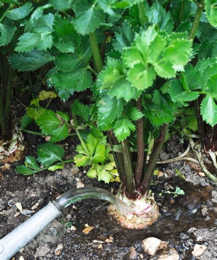 Is it easy to grow celeriac