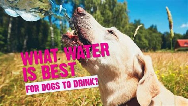 Is It Safe For Dogs To Drink Rain Water