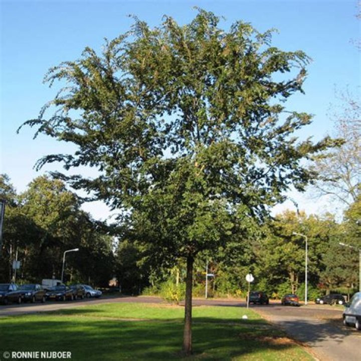 Is Lacebark Elm invasive
