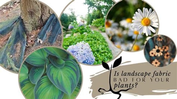 Is landscape fabric bad for plants