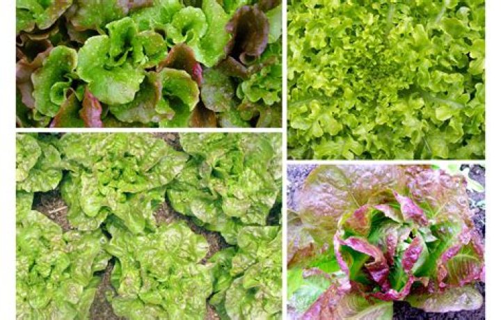 Is Lettuce Leaves Bad For Dogs
