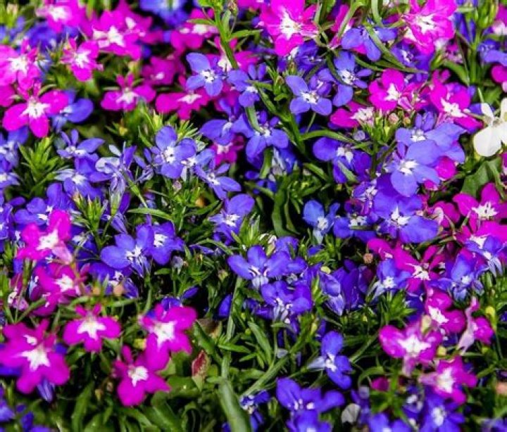 Is Lobelia poisonous