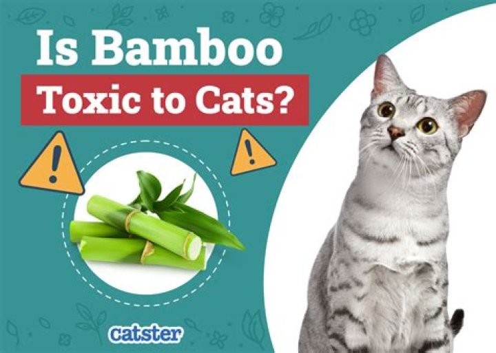 Is Lucky Bamboo Toxic To Cats