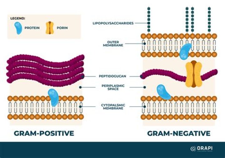 Is Penicillium Gram positive or negative