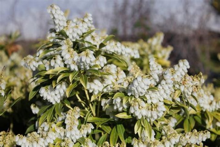Is Pieris japonica Evergreen