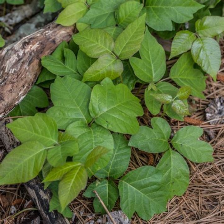 Is poison ivy found in California