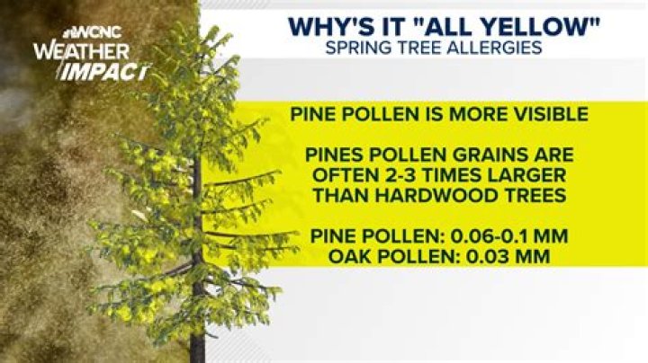 Is pollen a tree