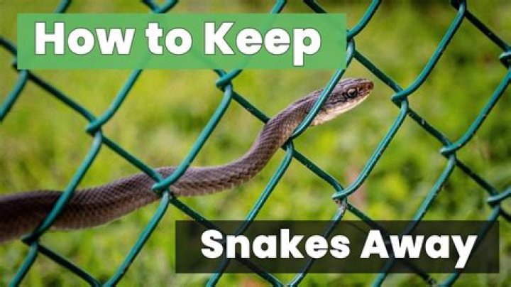 Is Snake Away Bad For Dogs