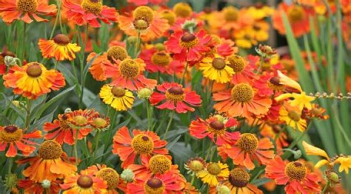 Is Sneezeweed a perennial