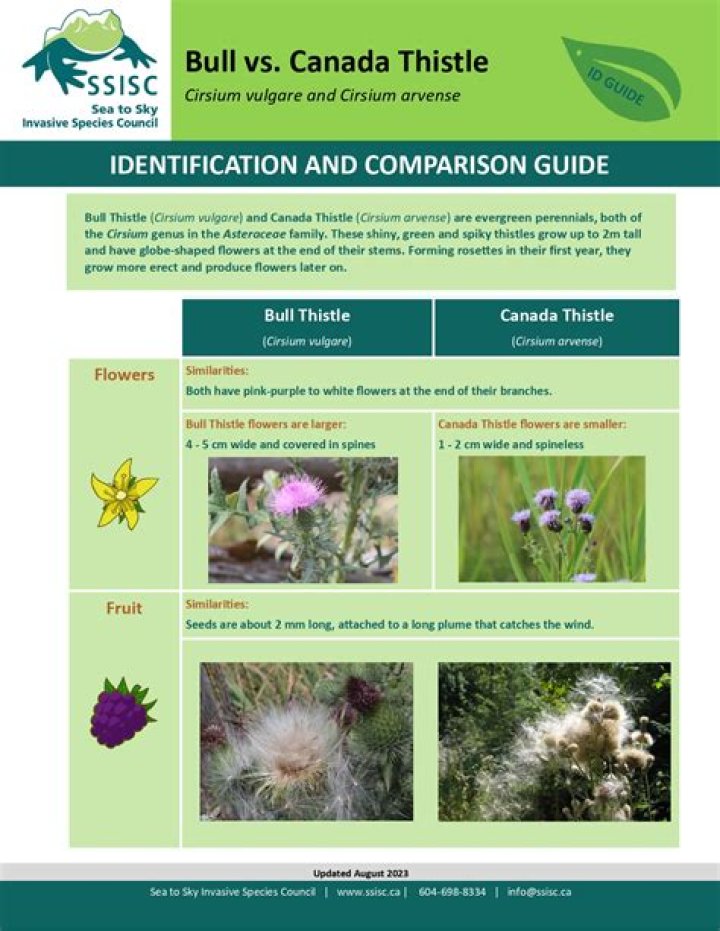 Is teasel an invasive plant