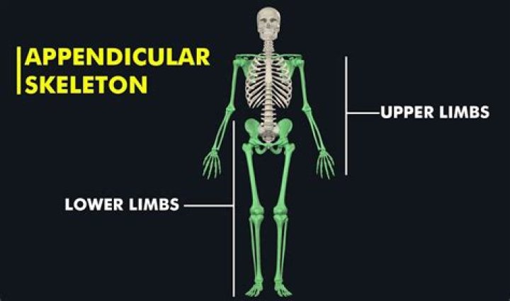 Is the Manubrium part of the appendicular skeleton