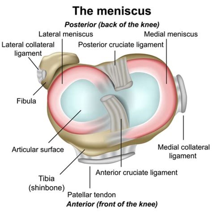 Is the meniscus avascular