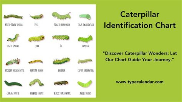 Is there an app to identify caterpillars
