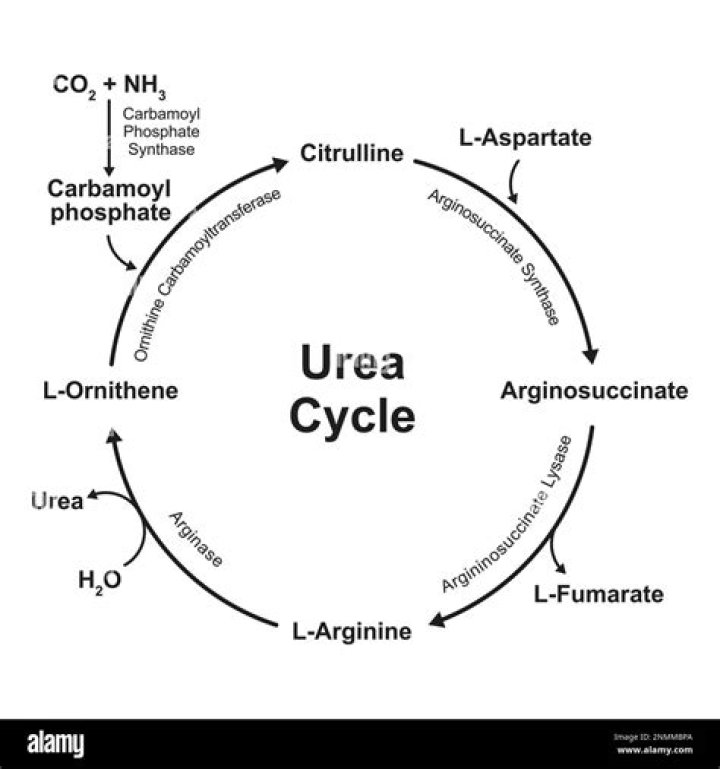 Is urea and nitrogen the same