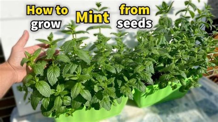 Mint plant - How To Discuss