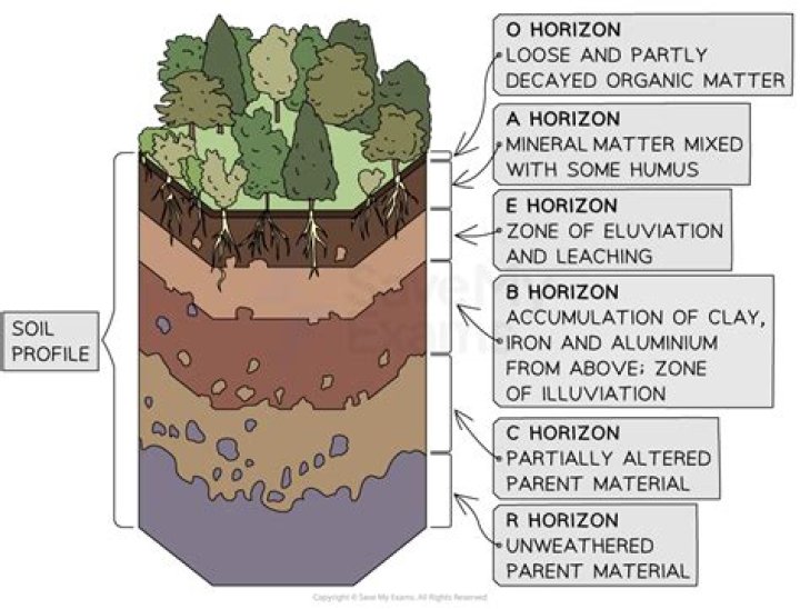 New horizons fund - How To Discuss