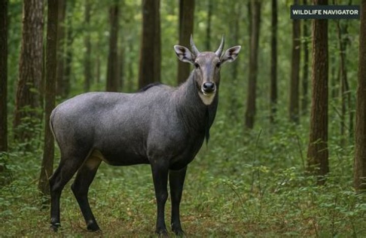 Nilgai Weight - How To Discuss
