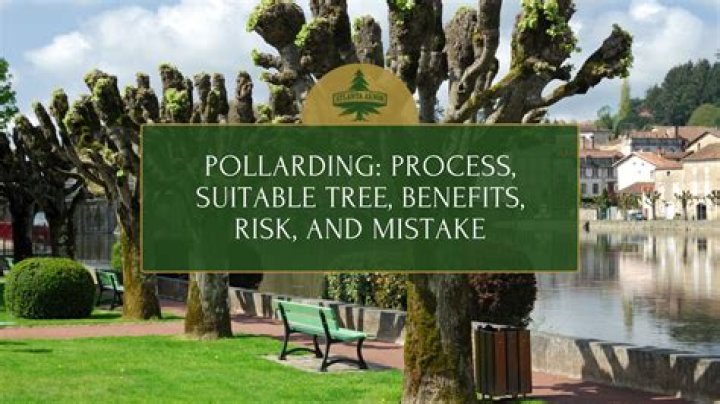 Pollarding trees - How To Discuss