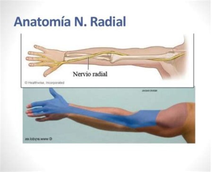 ¿Qué dedos inerva el nervio radial