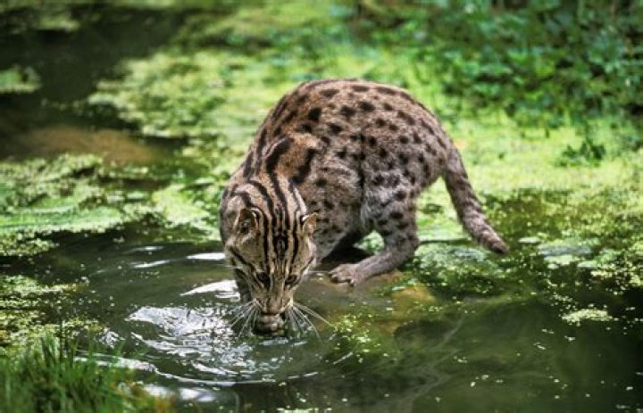 Question: Are Fishing Cats Prohibited To Own In The Us