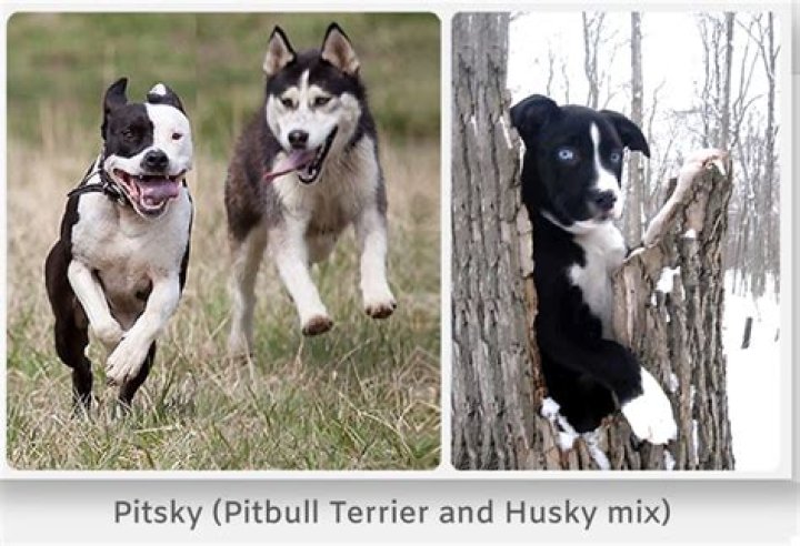 Question: Are Pitbull Husky Mix Good Dogs
