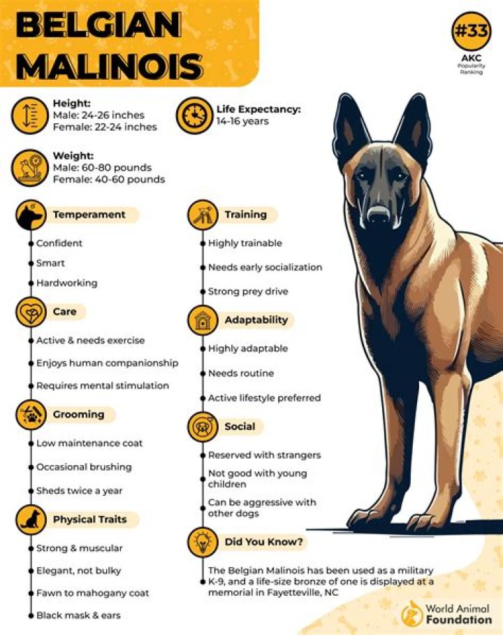 Question: Can Belgian Malinois Climb