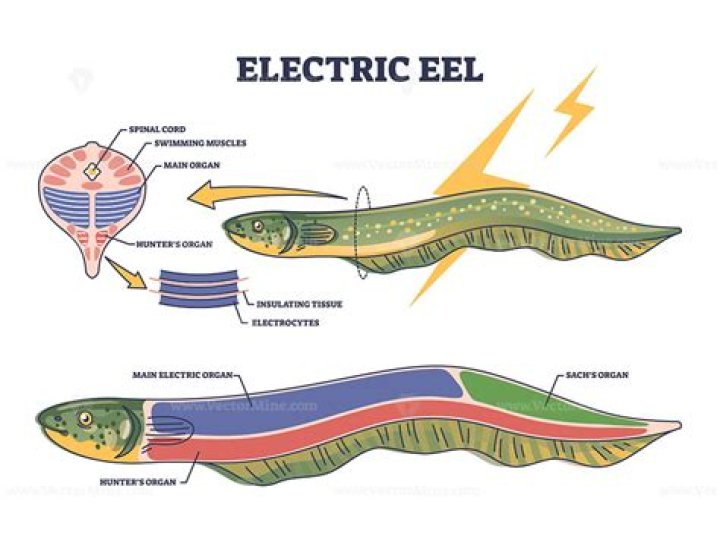Question: Can Electric Eel Eat Fish