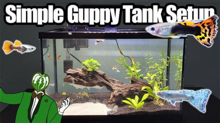 Question: Can I Put 2 Betta Fish In A 5-Gallon Aquarium