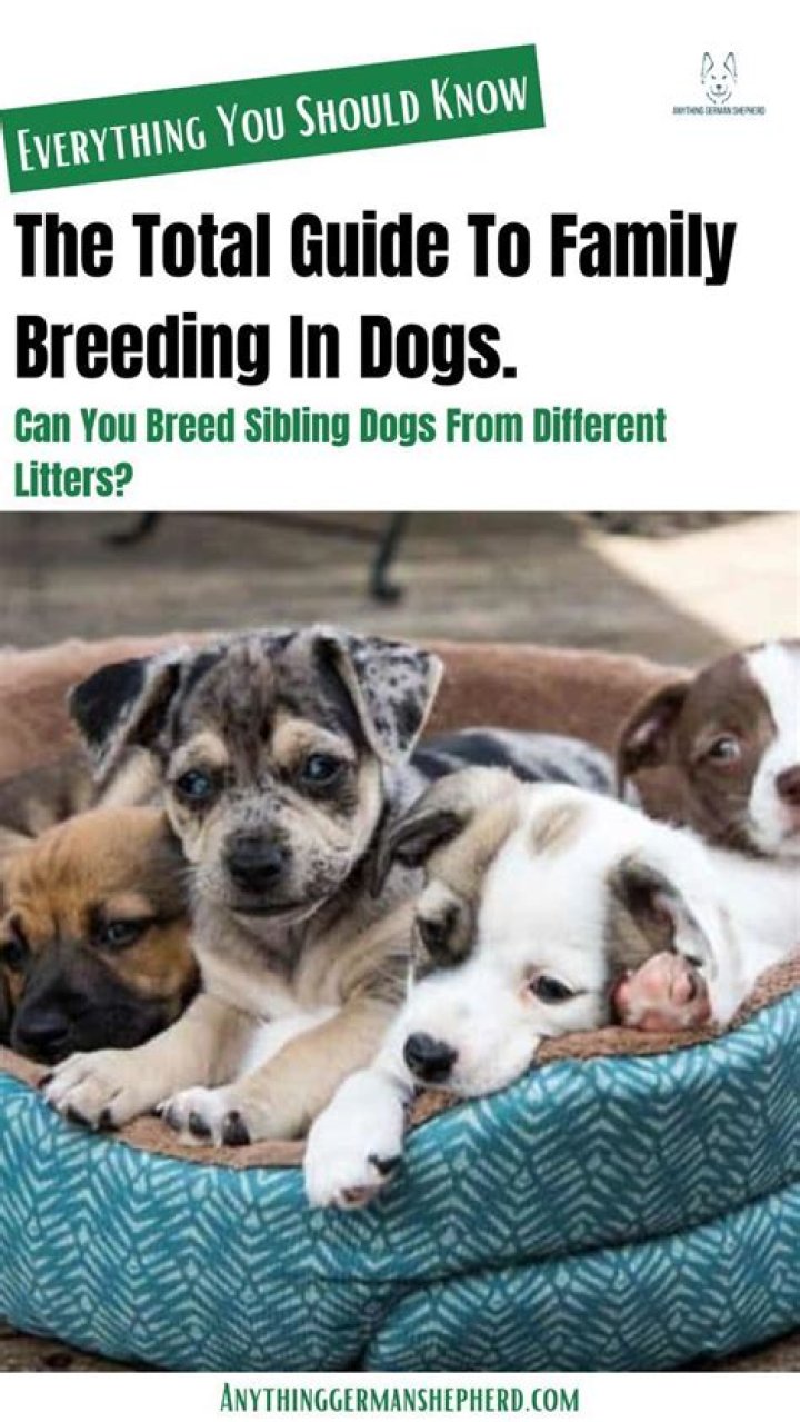 Question: Can You Breed Half Sibling Dogs