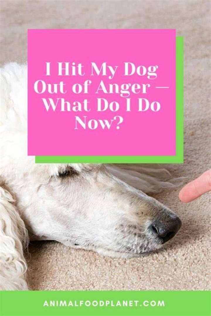 Question: How Can I Stop Hitting My Dog