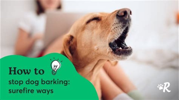 Question: How To Stop Dog Barking Cesar Millan
