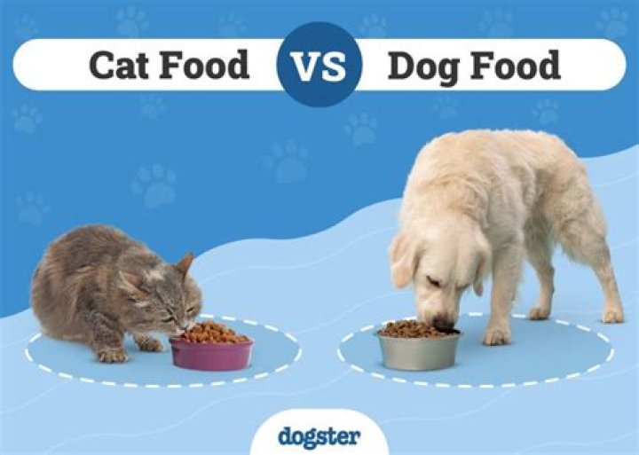 Question: Is Cat Food Or Dog Food Better For Raccoons