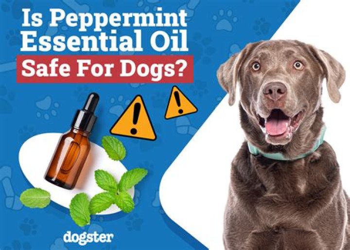 Question: Is Peppermint Oil Safe For Dogs Breath