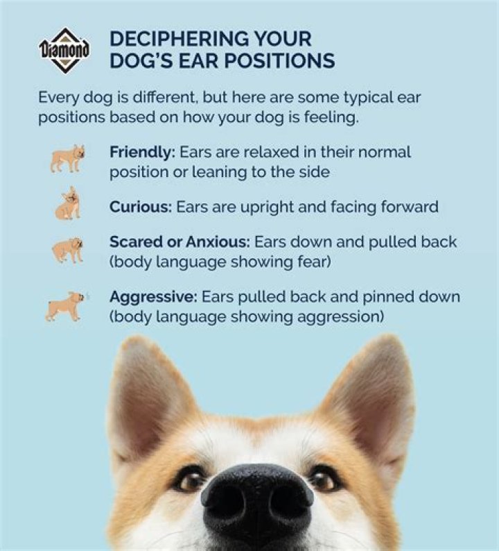 Question: What App Makes A Dog’s Face Change