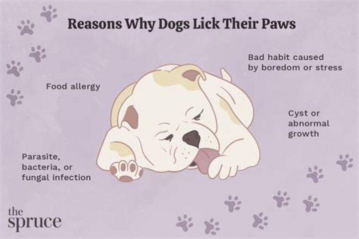 Question: Why Does My Dog Keep Licking My Wounds