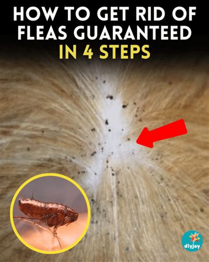 Question: Will My Dog Swimming Kill Fleas