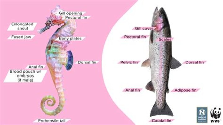 Quick Answer: Are Seahorse Considered Fish