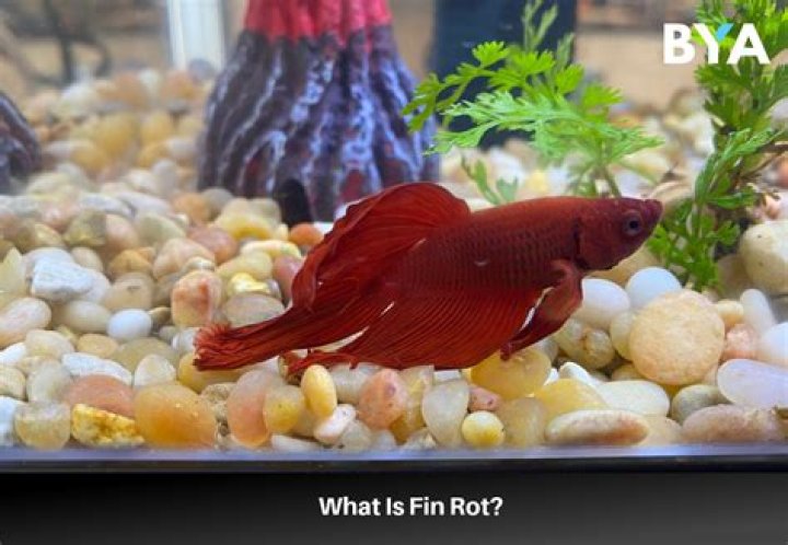 Quick Answer: Can Fin Rot In Freshwater Aquarium Fish Be Cured