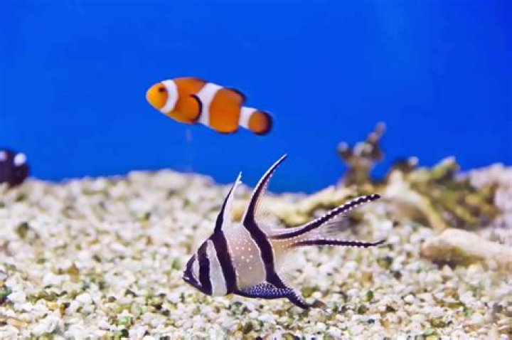 Quick Answer: Can I Use A Cuttlebone In A Fish Tank