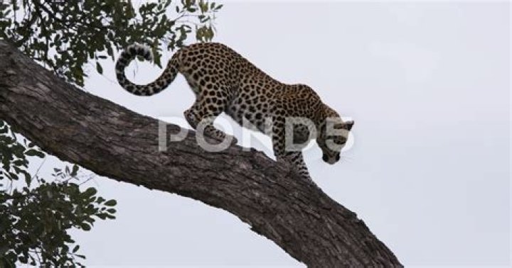 Quick Answer: Do Jaguars Climb Trees