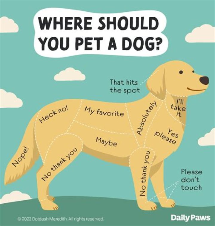 Quick Answer: How Do I Make My Dog Hump Me